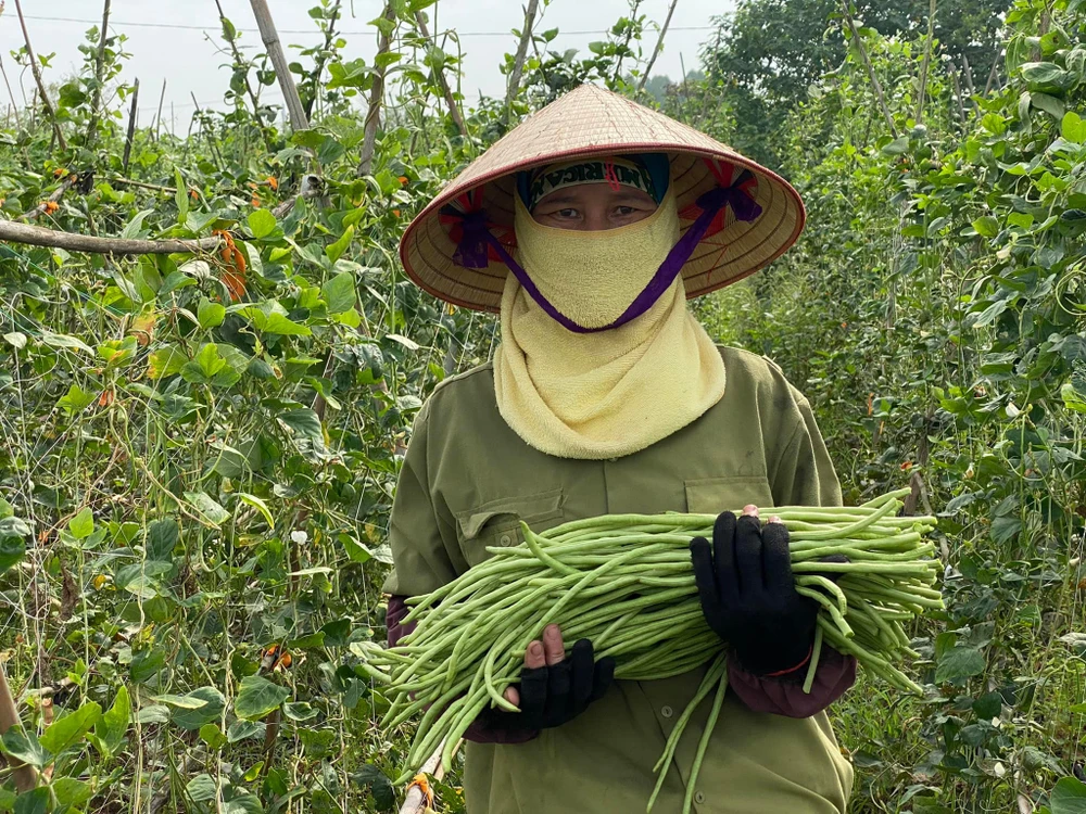 Công nhân canh tác, chăm sóc và thu hoạch rau hữu cơ tại Nông trại GenXanh, xã Hiệp Thuận, huyện Phúc Thọ, Hà Nội. Ảnh: VĂN PHÚC