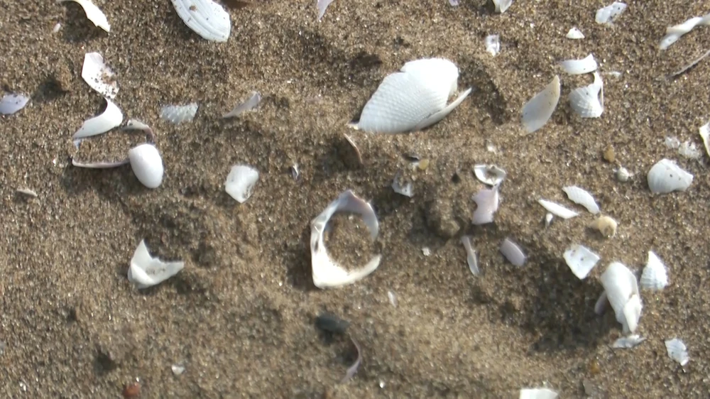 Nhiều vỏ sò biển được phát hiện tại khu vực thi công đường cao tốc Bắc - Nam đoạn qua huyện Vị Thủy, tỉnh Hậu Giang. Ảnh: VĨNH TƯỜNG