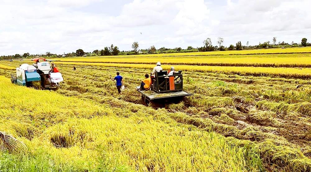 Nông dân Hậu Giang gặp nhiều khó khăn khi thu hoạch lúa bị ngã đổ
