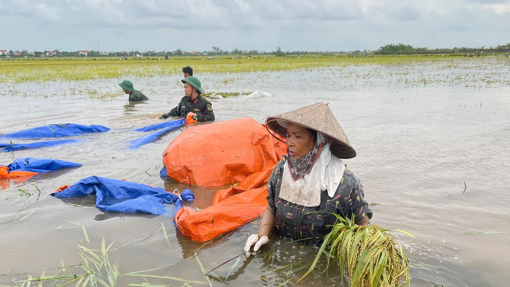 Bộ đội hỗ trợ người dân huyện Ba Vì (TP Hà Nội) thu hoạch lúa ở những khu vực bị ngập lụt