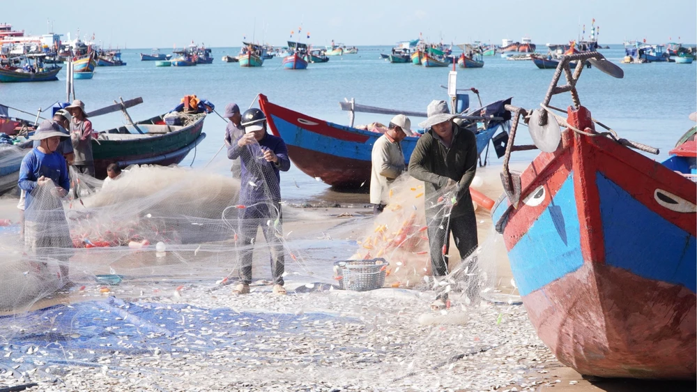 Tàu thuyền liên tục cập bến sau những chuyến đánh bắt cá mai vào buổi sáng