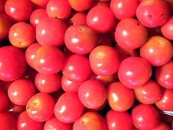 Thương hiệu cà chua đầu tiên ở Việt Nam