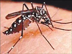 Muỗi truyền bệnh sốt rét và các biện pháp phòng chống