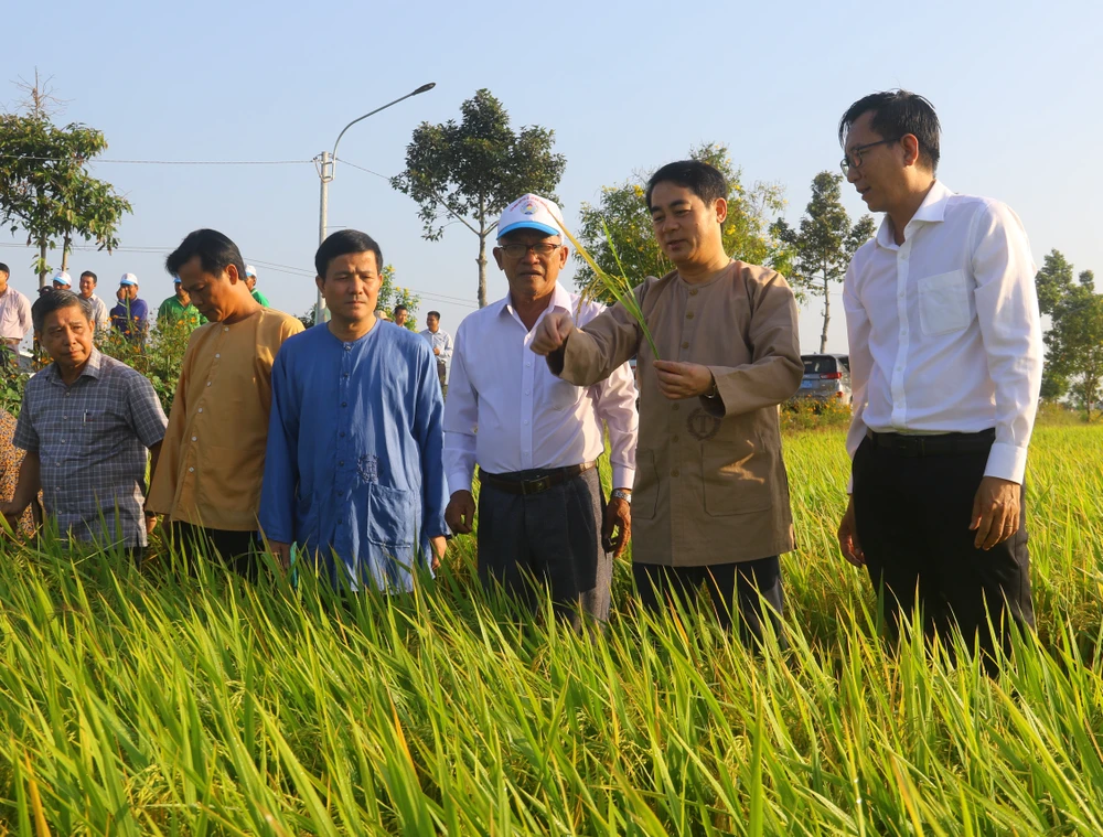 Lãnh đạo tỉnh Hậu Giang thăm đồng lúa trĩu bông tại huyện Vị Thủy ngày 15-2
