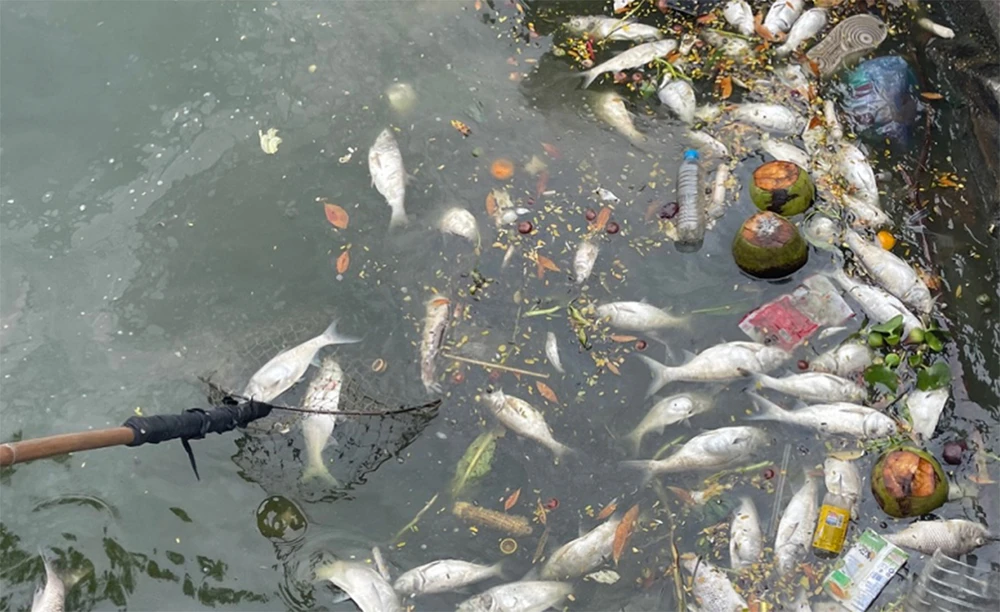 Cá Hồ Tây chết lẫn với rác thải sinh hoạt khiến môi trường bị ô nhiễm nặng