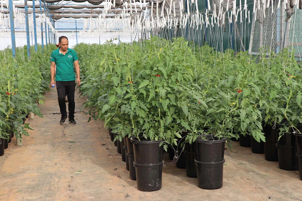Anh Nguyễn Đức Huy (Đà Lạt) kiểm tra nông trại trồng rau củ quả. Ảnh: ĐOÀN KIÊN