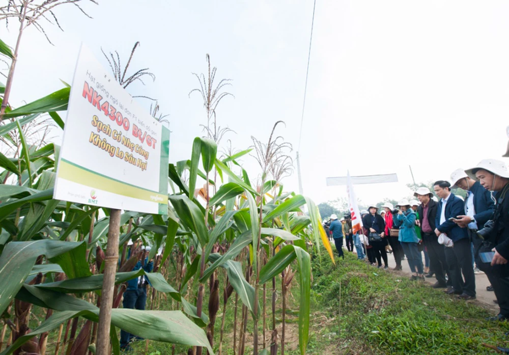 Bộ NN-PTNT và Hội Nông dân Việt Nam tổ chức cho nông dân tham quan một mô hình trồng ngô chuyển gen để tăng năng suất tại tỉnh Thái Nguyên