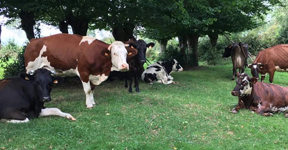 Một trang trại chăn nuôi bò theo hình thức tự nhiên ở Pháp