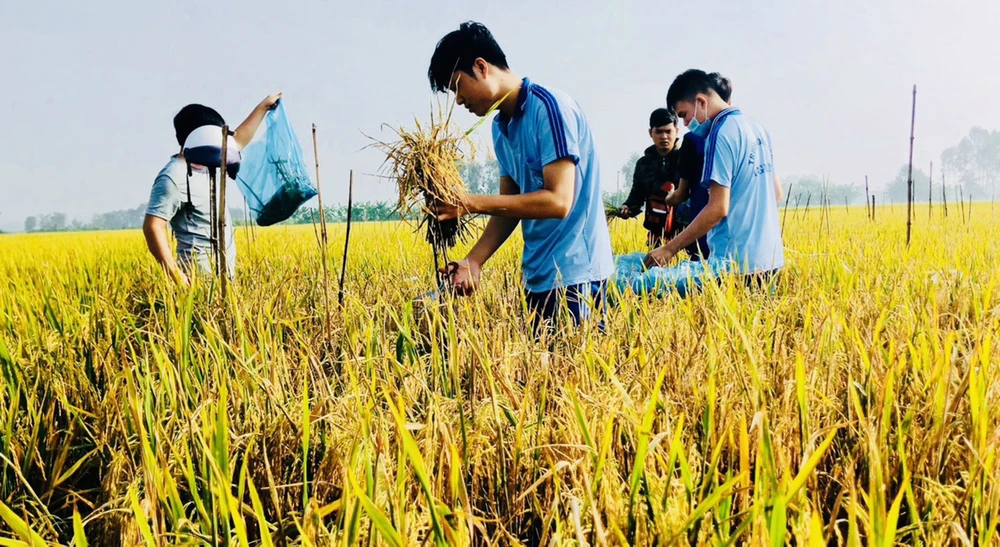 Sinh viên ngành Nông nghiệp Trường ĐH An Giang - ĐH Quốc gia TPHCM tìm hiểu về bệnh trên cây lúa 