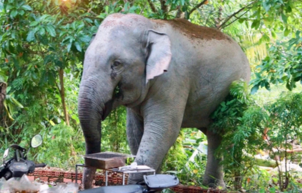 Giám sát, ngăn chặn voi hoang dã phá hoại