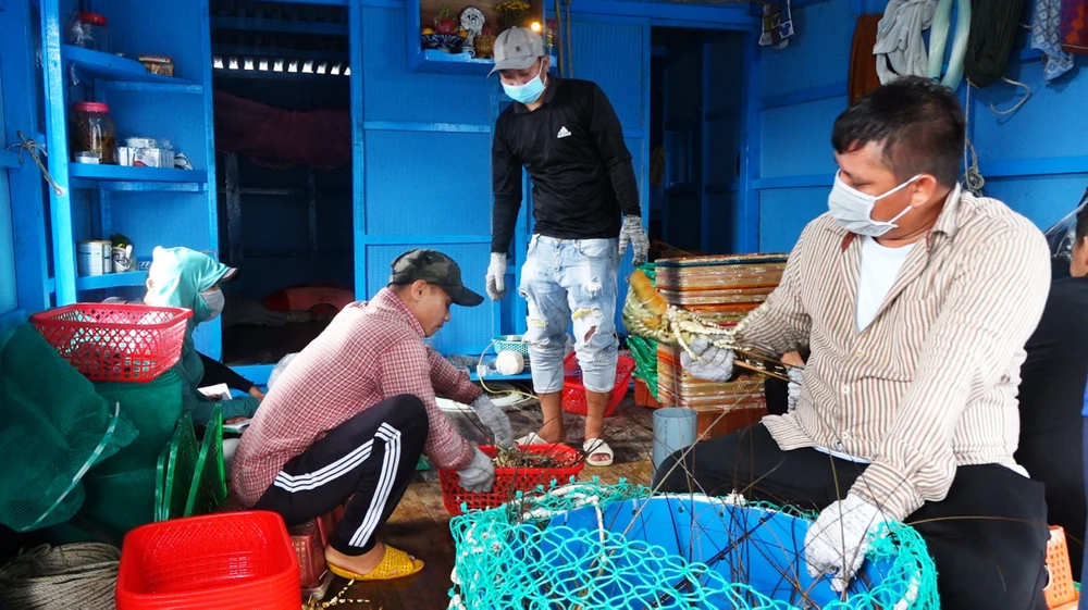 Phú Yên: Tôm hùm xuất khẩu rớt giá mạnh