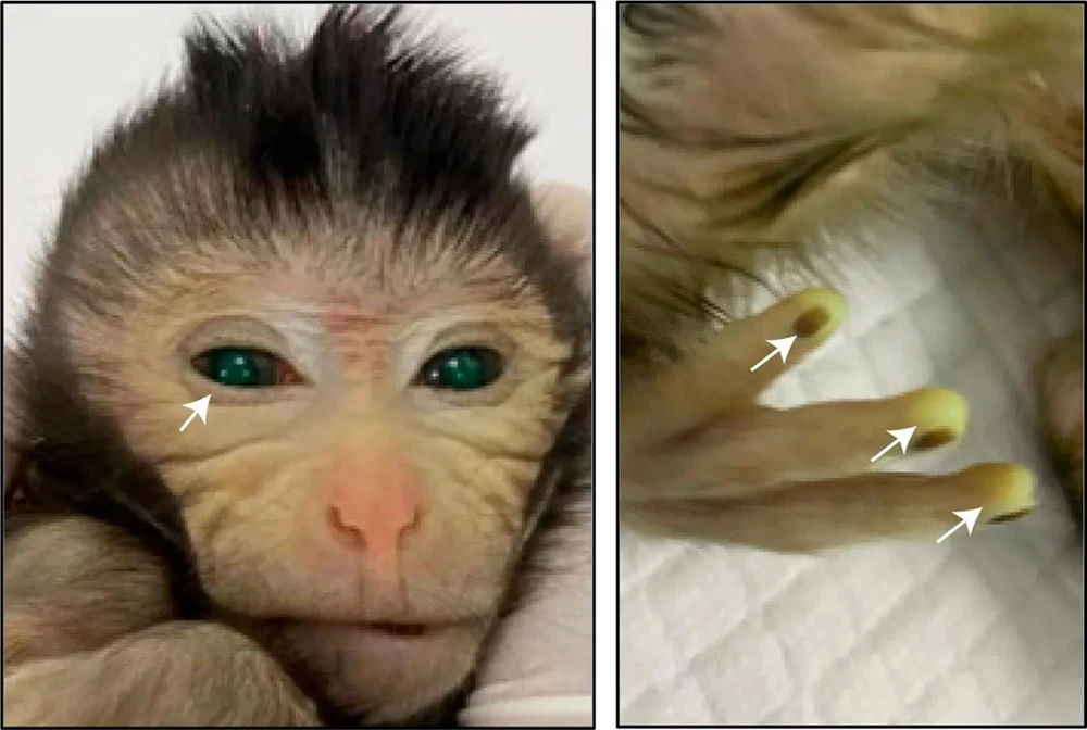 Sinh sản vô tính loài khỉ mới 