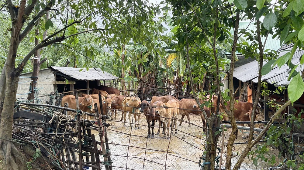Đàn bò của gia đình ông Nguyễn Văn Triều ở thị trấn Cam Lộ, huyện Cam Lộ, tỉnh Quảng Trị bị lũ cuốn trôi, được người dân và lực lượng chức năng tìm về giúp