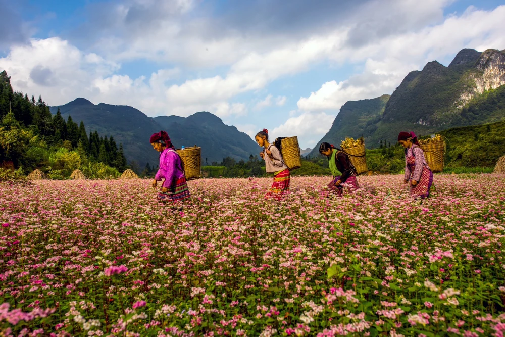 Nở khắp núi đồi