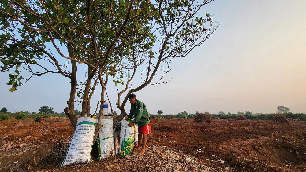 Vườn điều xã Ia Dêr (huyện Ia Grai, tỉnh Gia Lai) đã được chặt bỏ để trồng cà phê, chỉ chừa 1 cây để che bóng. Ảnh: HỮU PHÚC