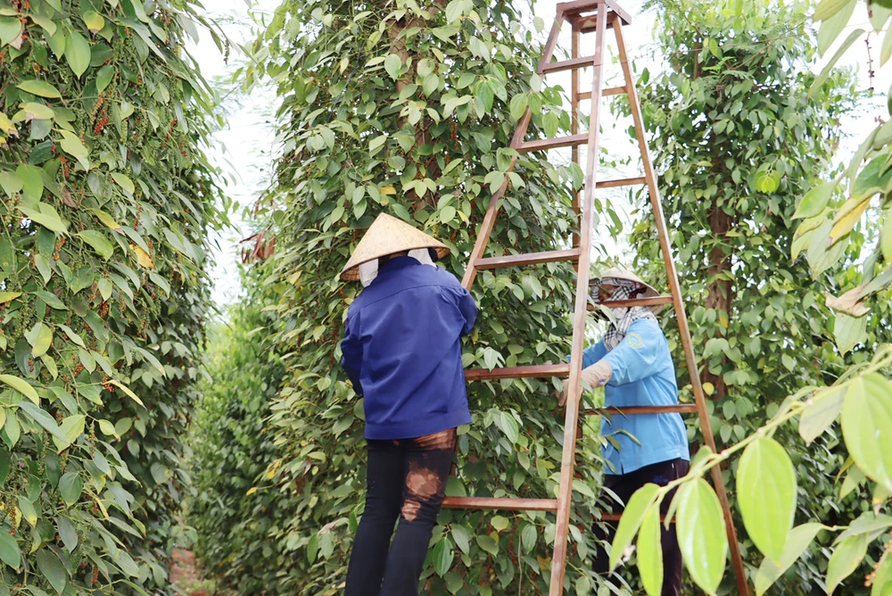 Hồ tiêu bước vào chu kỳ tăng giá mới