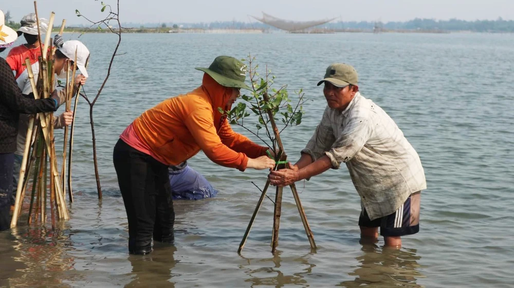 Trồng rừng nơi biển cạn