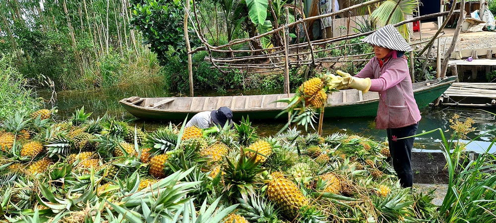 Thu gom, vận chuyển khóm tại vựa khóm ở huyện Tân Phước (Tiền Giang) đưa đi tiêu thụ. Ảnh: NGỌC PHÚC