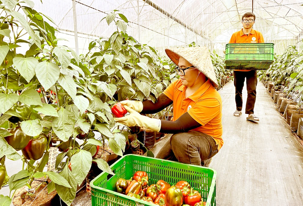 Harvesting Da Lat agricultural products grown with high-tech methods