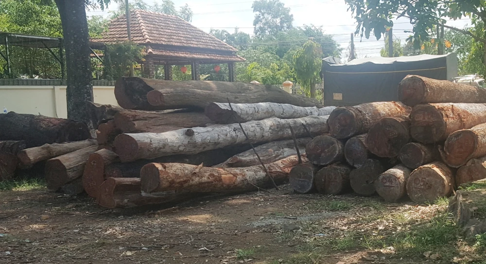 Hàng trăm khối gỗ tang vật thu giữ tại hạt kiểm lâm Cư Jút