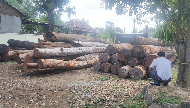 Số gỗ lậu của Phượng “râu” bị Bộ Công an bắt giữ