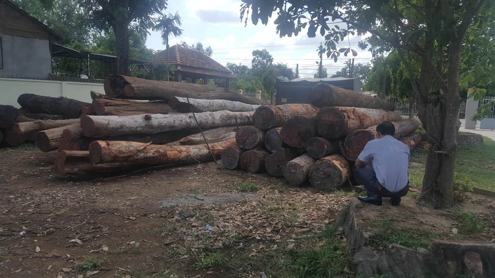 Hàng chục khối gỗ lậu của Phượng “râu” bị cơ quan công an thu giữ