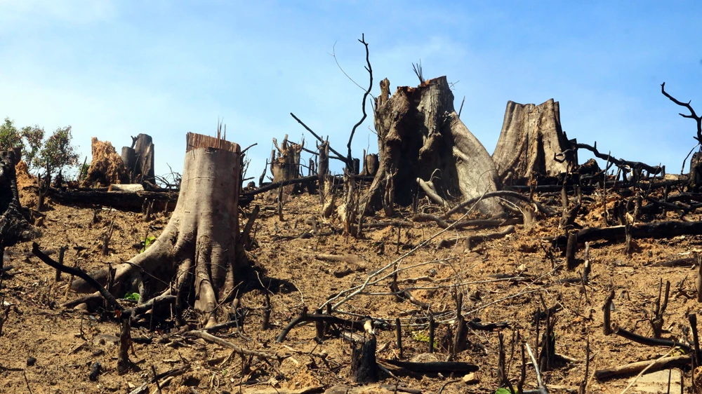 Bình Định đã ra Quyết định khởi tố hình sự vụ phá 60,9 ha rừng tự nhiên tại An Lão