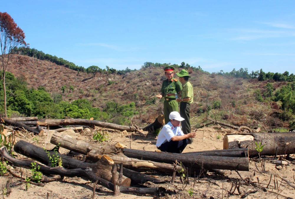 Thêm 20ha rừng bị lâm tặc tàn phá tại Bình Định
