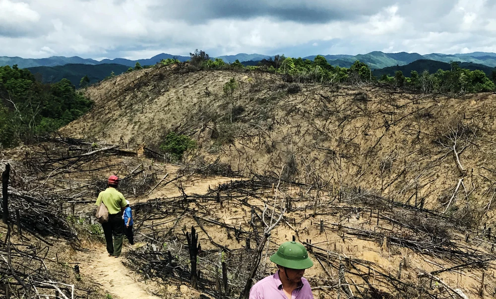 Khởi tố vụ 21ha rừng phòng hộ tại Đắk Mang, Bình Định bị phá 