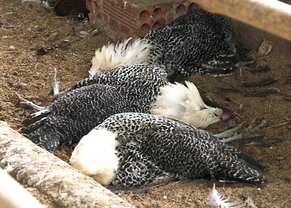 “Ổ” cúm H5N6 có độc lực rất mạnh bùng phát trên đàn gà 2.000 con ở Phú Yên