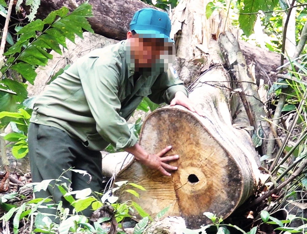 Cây rừng tự nhiên đường kính lớn bị các đối tượng cưa hạ trong vụ phá rừng
