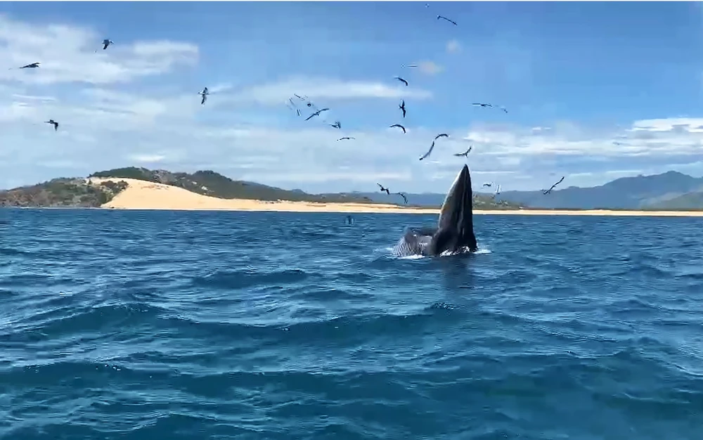 Cặp cá voi xuất hiện ở biển Đề Gi (Bình Định)