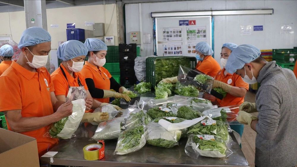 Processing Dalat agricultural products at the farm before exporting to the market