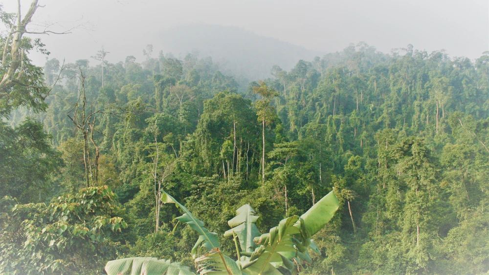 Quảng Bình: Giám đốc rừng phòng hộ “mất tích”