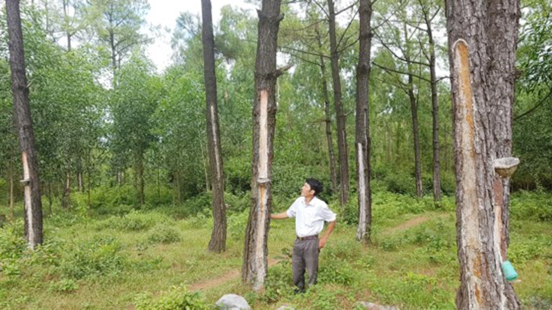 Một góc rừng thông ở lâm trường Vĩnh Long