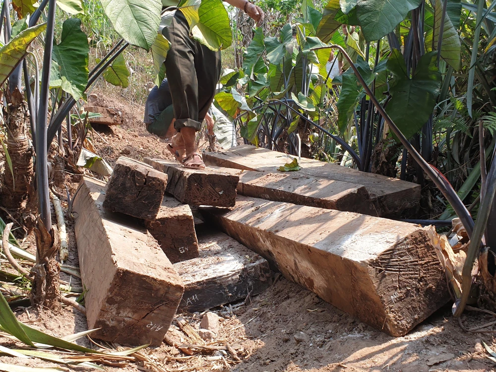 Một phần gỗ mun lậu được cơ quan chức năng phát hiện tại xã Thượng Trạch.
