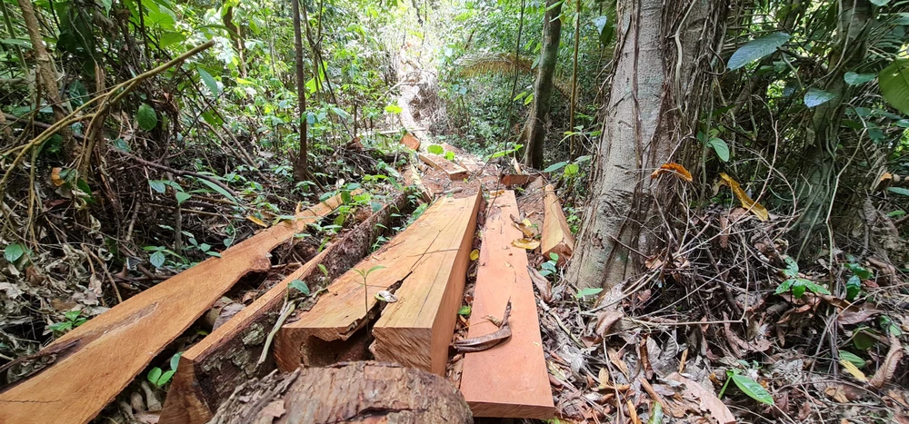 Vụ phá rừng phòng hộ Quảng Ninh do Báo SGGP phản ánh