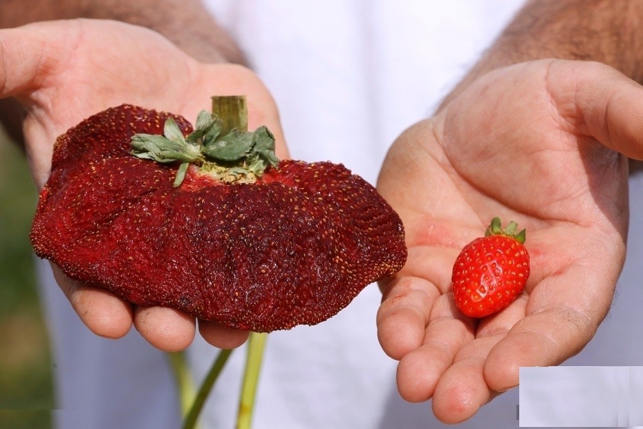 世界上最重草莓