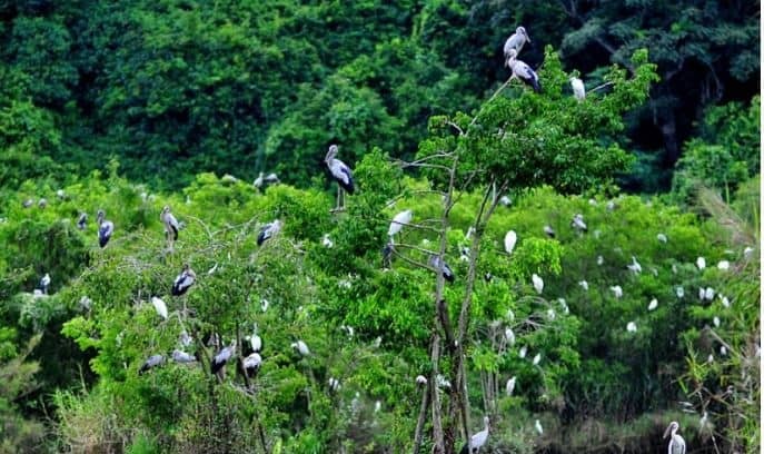 薄寮鳥類保護區的森林。圖源：互聯網
