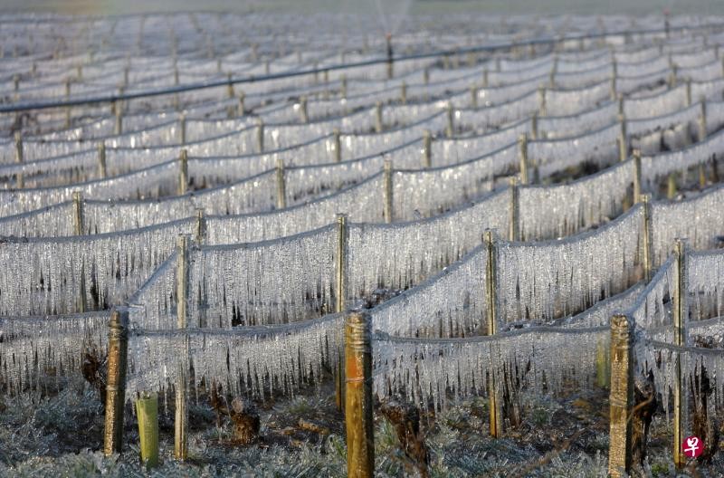 低溫令法國夏布利附近的葡萄作物面對霜凍之害，農民們靠著加熱器提升作物周圍的溫度。(路透社)