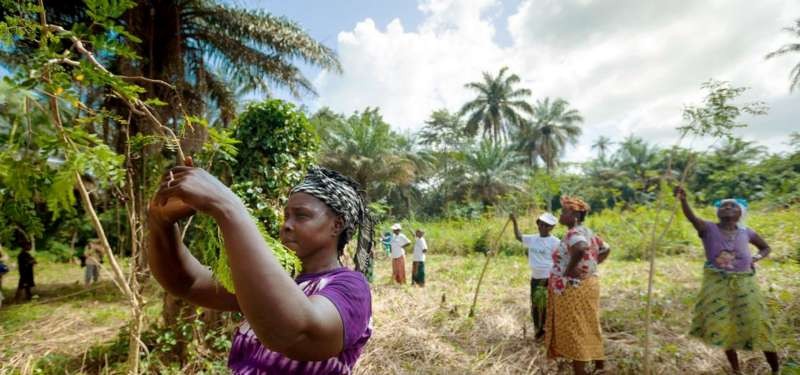 幾內亞的一個婦女合作社種植了富含維生素的辣木樹。