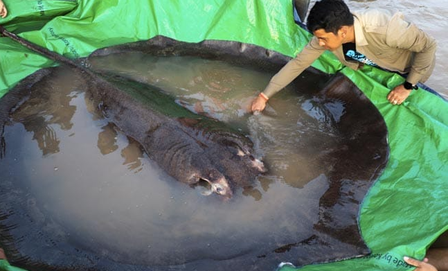 柬埔寨村民獲全球最大淡水魚