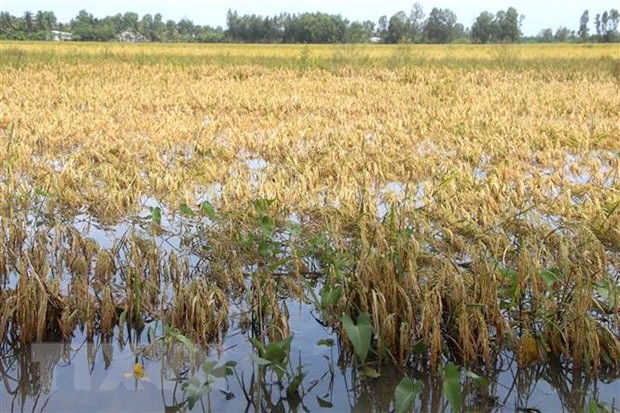 暴風雨致數千公頃水稻損失