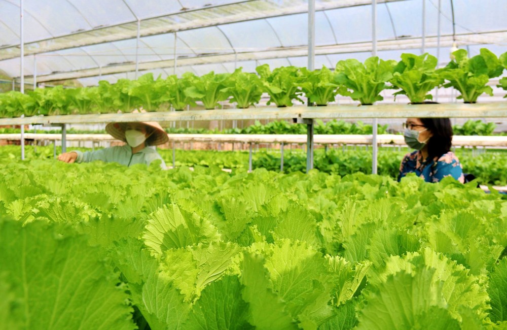 平順省德靈縣的進發安全蔬菜合作社適應氣候變暖的 水培蔬菜種植模式。