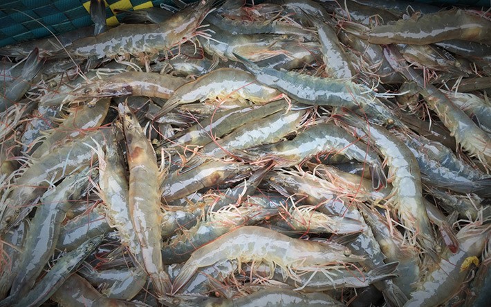 泰國批准進口活蝦