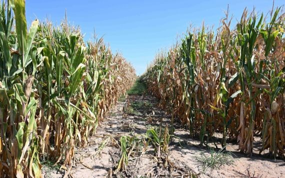 在意大利倫巴第大區曼托瓦拍攝的因乾旱受損的玉米。（圖：互聯網）