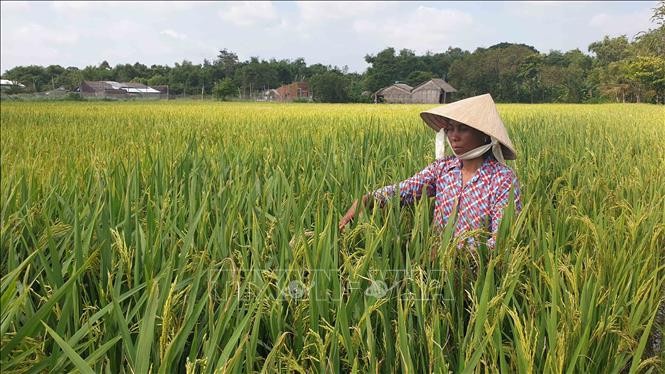 农民准备收成稻谷。