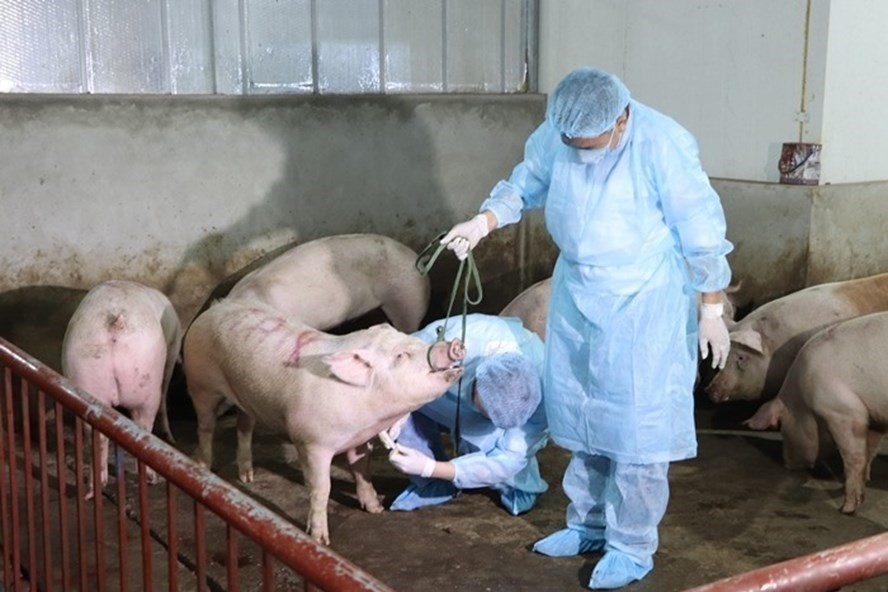 平福省现非洲猪瘟疫情