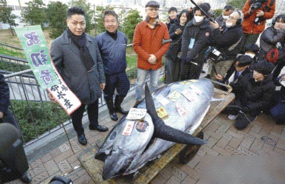 日本大间金枪鱼新年竞拍