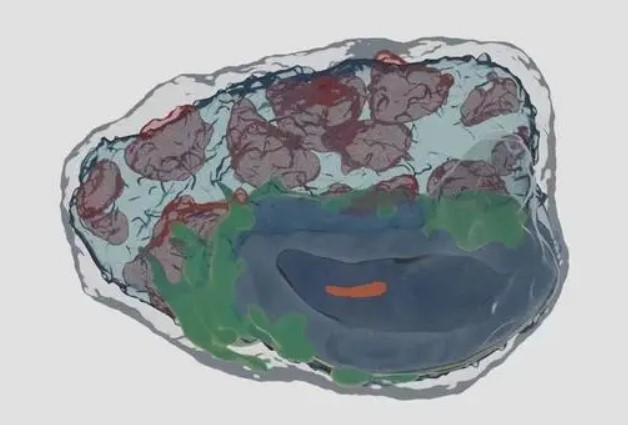 人类原肠胚三维数字模型示意图。